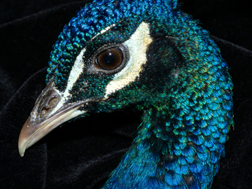 孔雀特写羽毛细节摄影