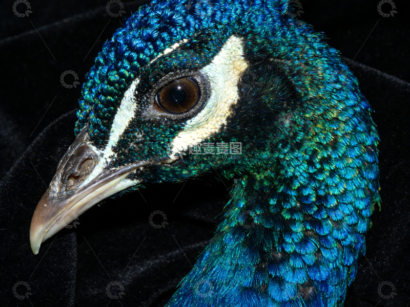 高清大图下载【趣麦麦图】孔雀特写羽毛细节摄影