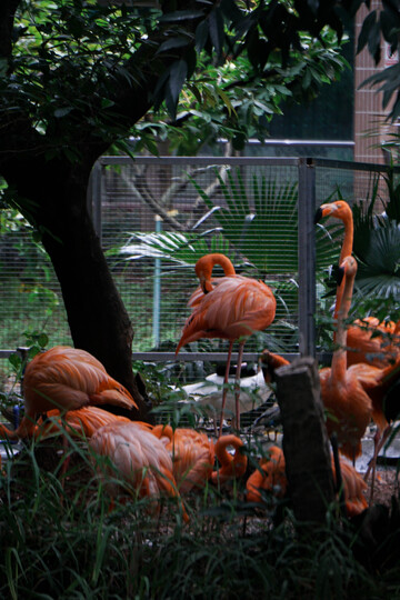动物园火烈鸟群居生活
