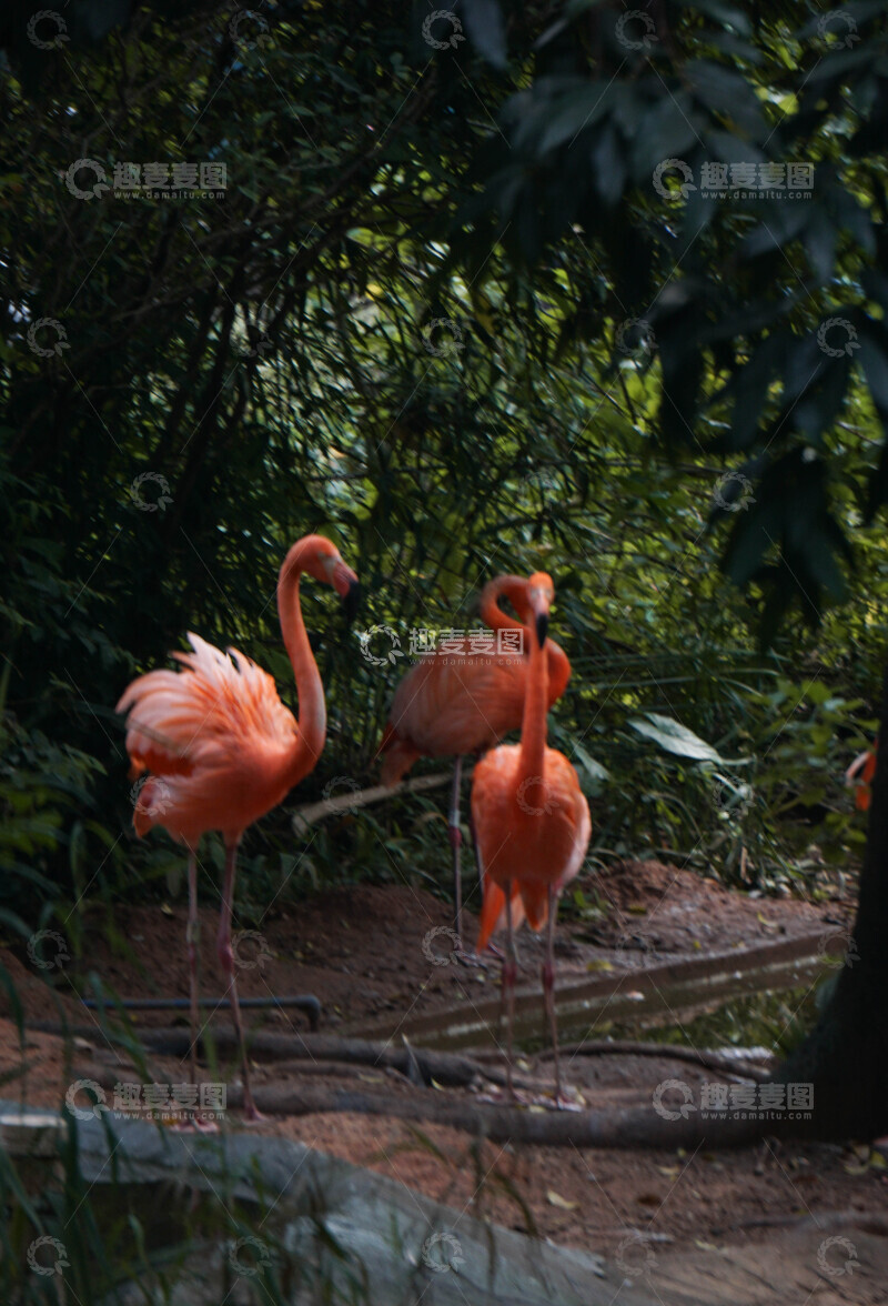 高清大图下载【趣麦麦图】自然野生火烈鸟栖息地摄影