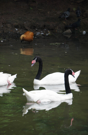 黑颈白天鹅戏水图