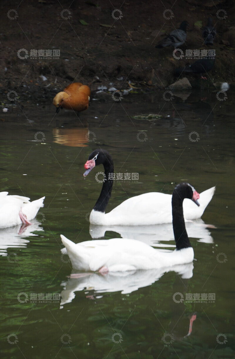 高清大图下载【趣麦麦图】黑颈白天鹅戏水图
