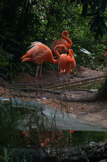 森林火烈鸟自然摄影