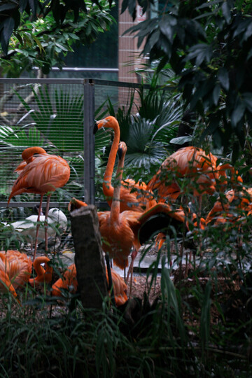 动物园火烈鸟栖息场景摄影