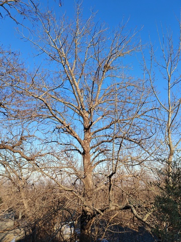 冬日枯树蓝天景色