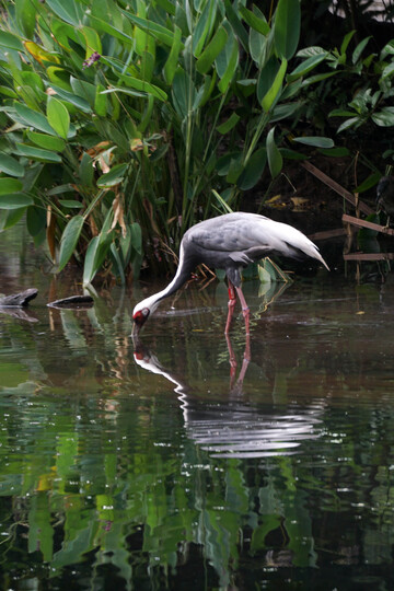 白枕鹤觅食自然风光摄影