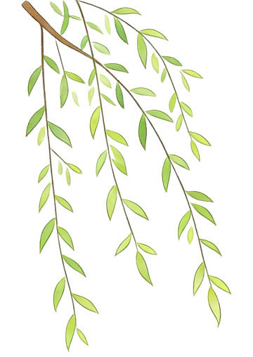 柳枝插画素材