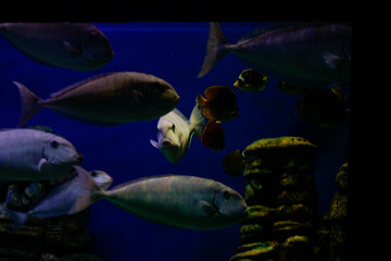 海洋馆鱼类游动景象