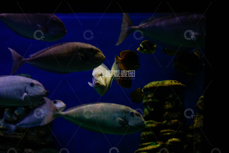 高清大图下载【趣麦麦图】海洋馆鱼类游动景象