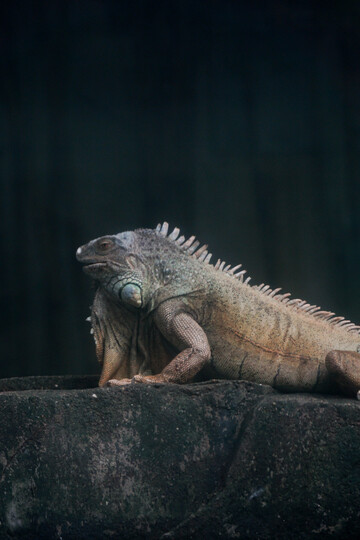 岩石上绿鬣蜥特写野生动物摄影