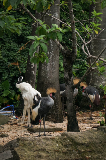 森林中冠鹤鸟群景