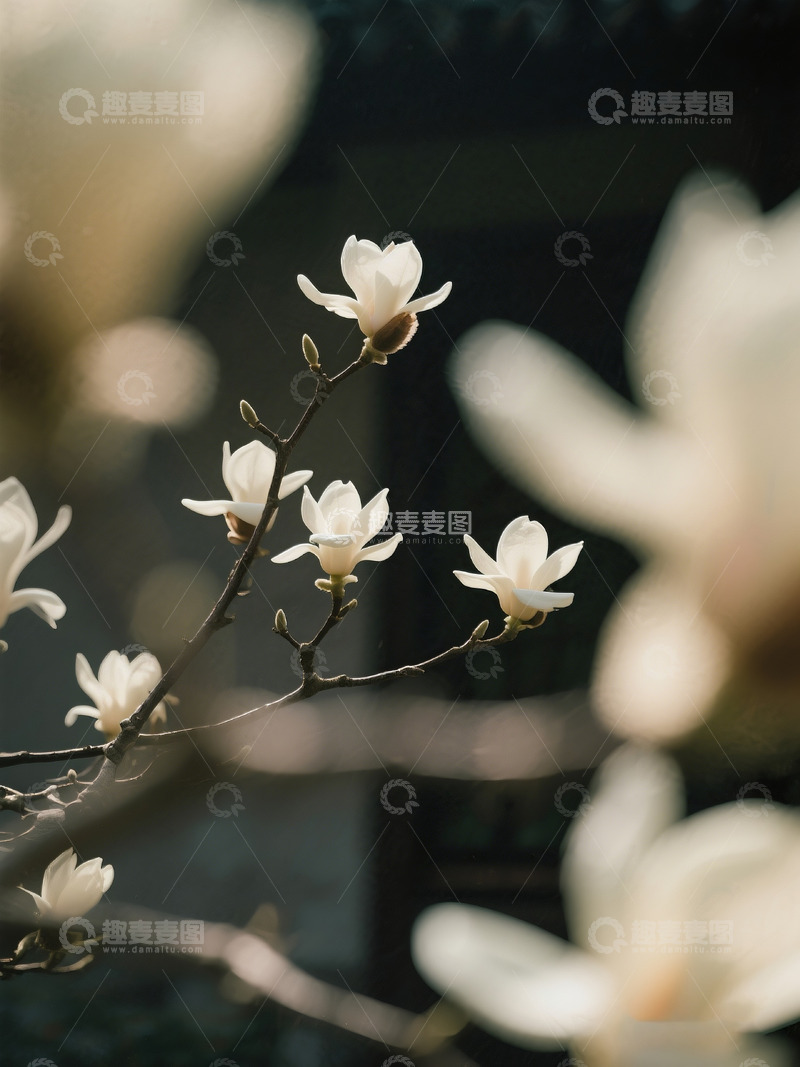 高清大图下载【趣麦麦图】白玉兰枝弱印象风摄影5