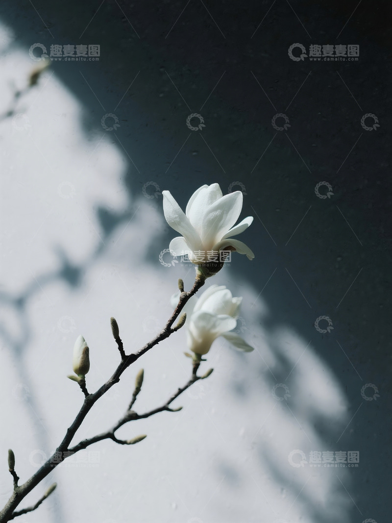 高清大图下载【趣麦麦图】白玉兰枝弱印象风摄影2