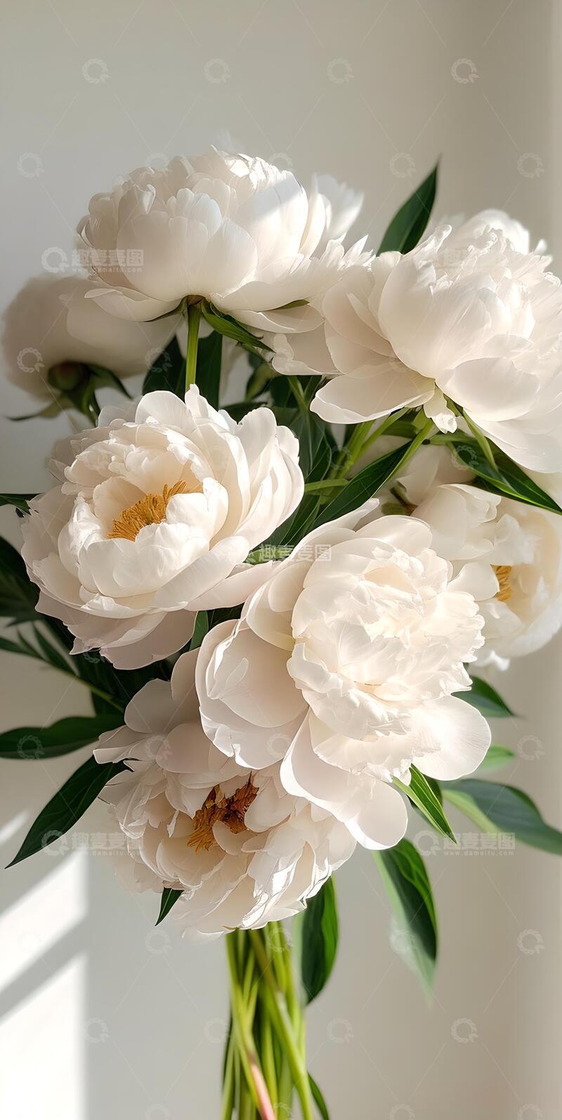 高清大图下载【趣麦麦图】治愈系ins风牡丹花壁纸2