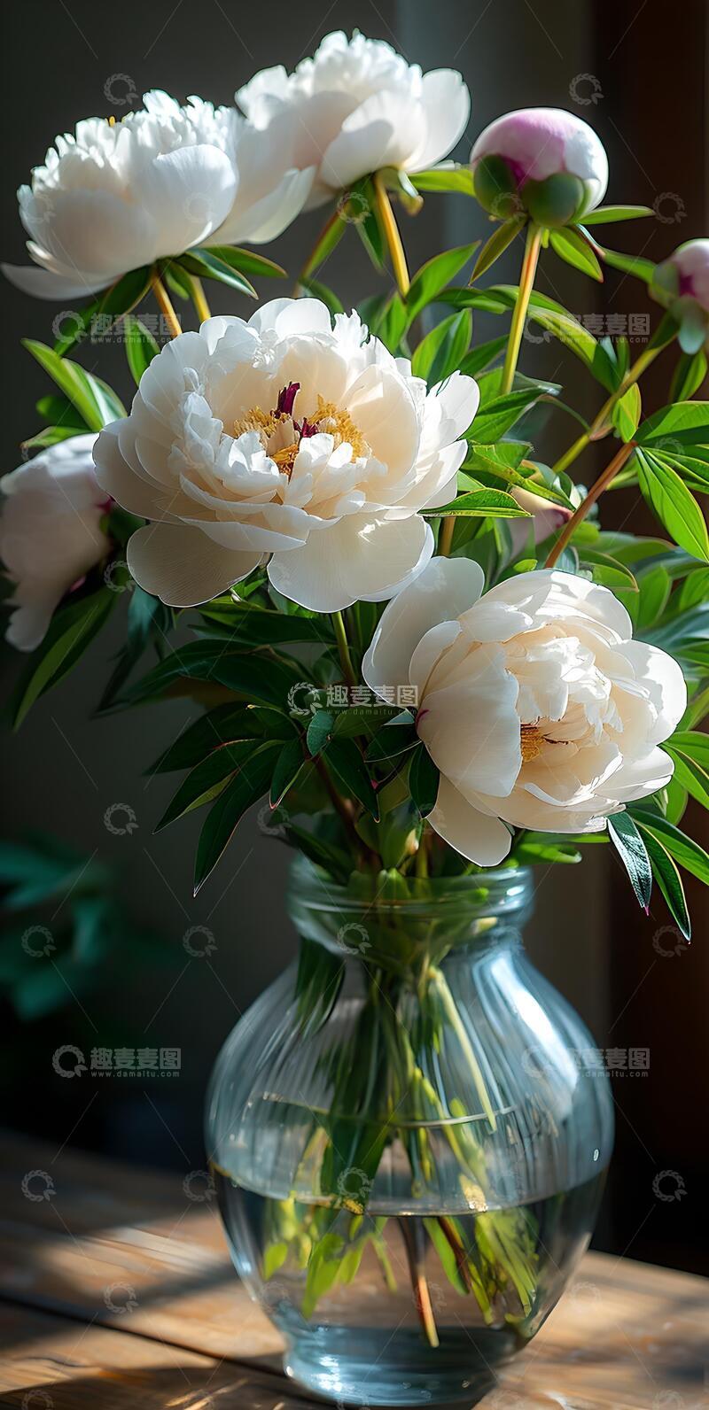 高清大图下载【趣麦麦图】治愈系ins风牡丹花壁纸9