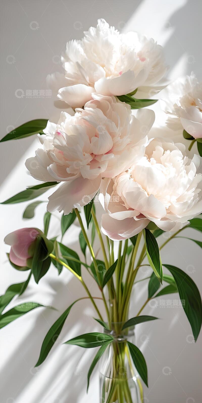 高清大图下载【趣麦麦图】治愈系ins风牡丹花壁纸7