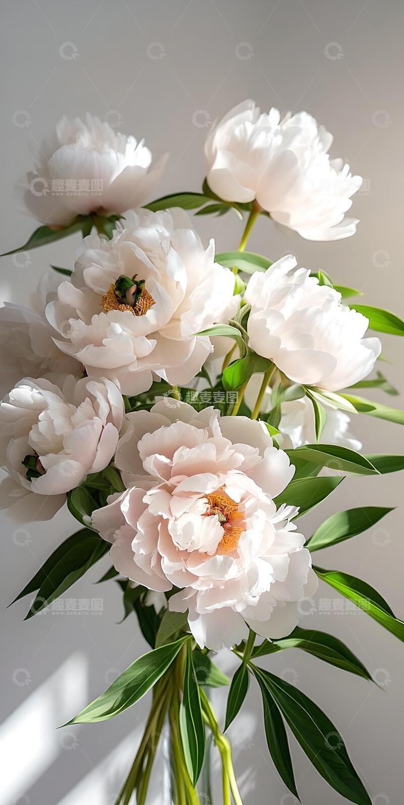 高清大图下载【趣麦麦图】治愈系ins风牡丹花壁纸6