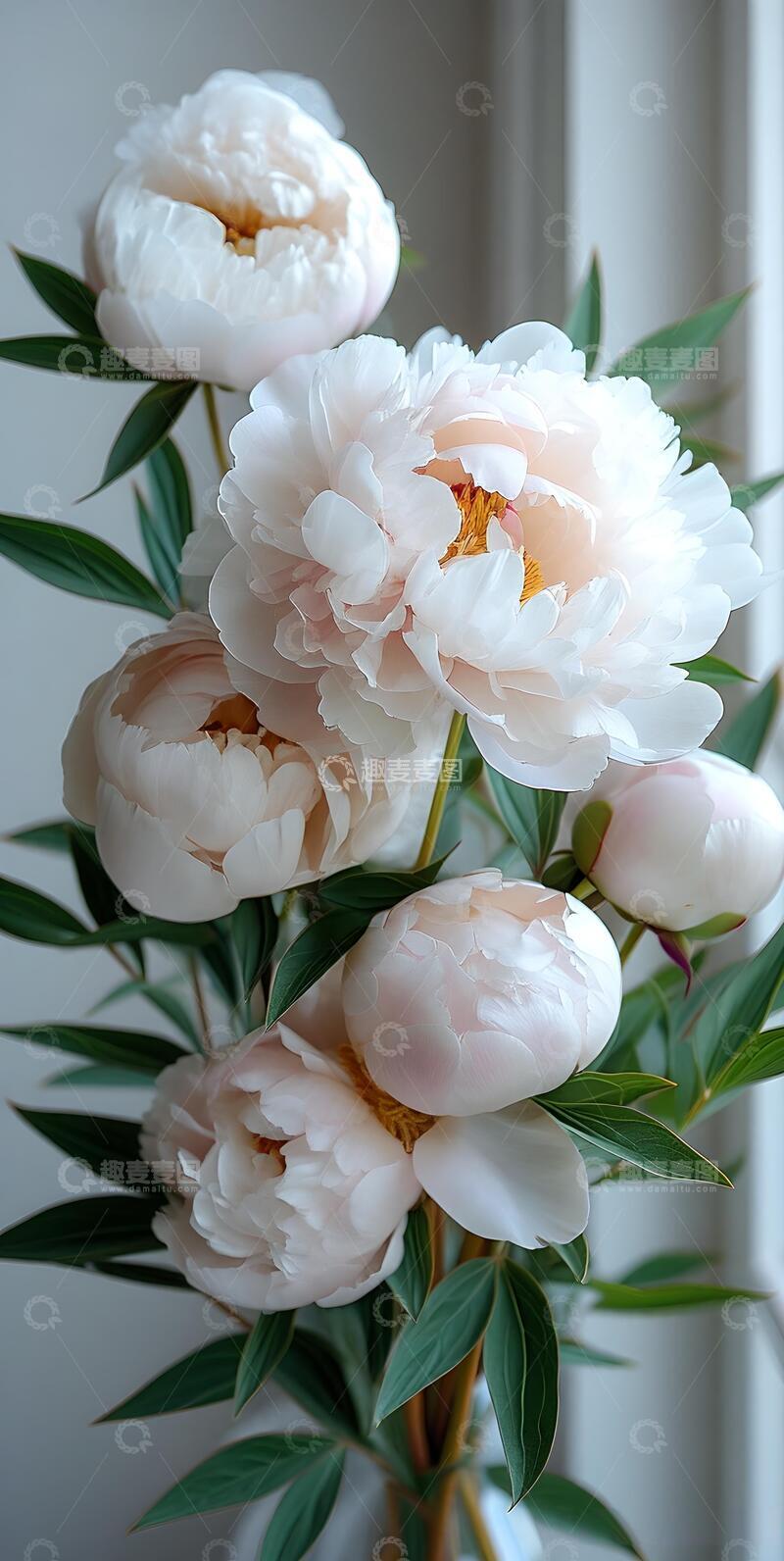 高清大图下载【趣麦麦图】治愈系ins风牡丹花壁纸8