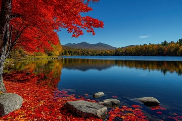 秋季湖泊红枫树