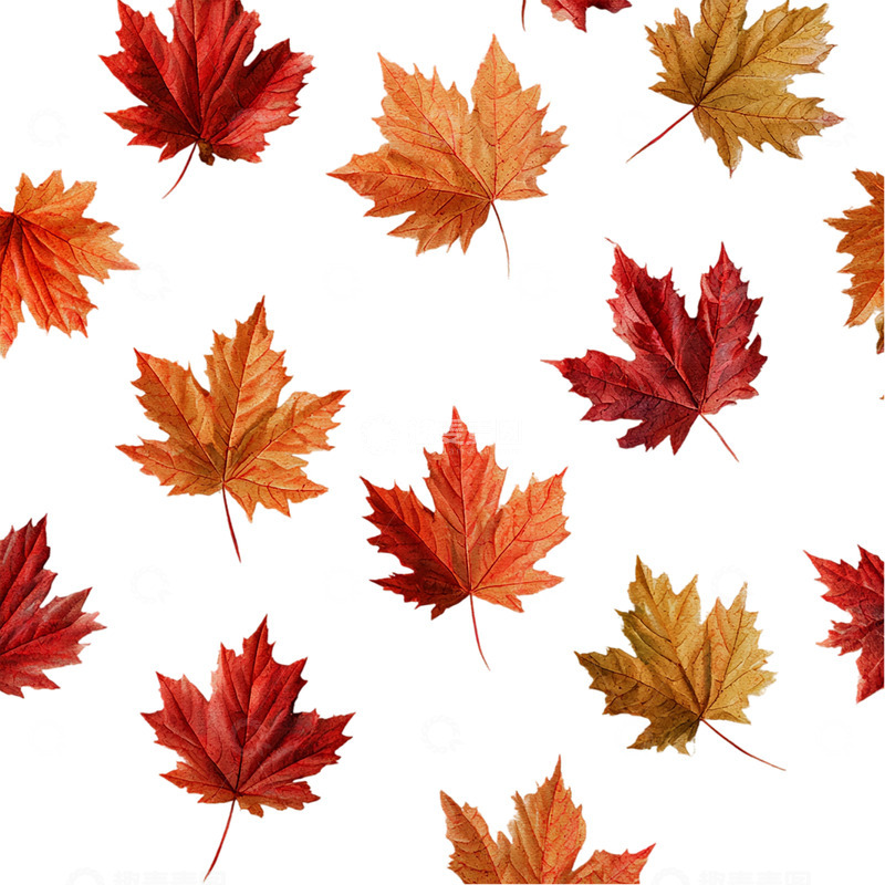 高清大图下载【趣麦麦图】秋日叶影斑驳如画