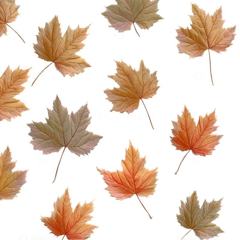 高清大图下载【趣麦麦图】秋叶的诗意舞动与色彩盛宴