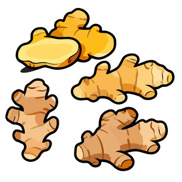 卡通风格生姜插画设计素材