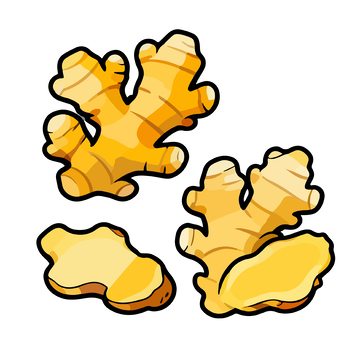 手绘风格生姜插画素材