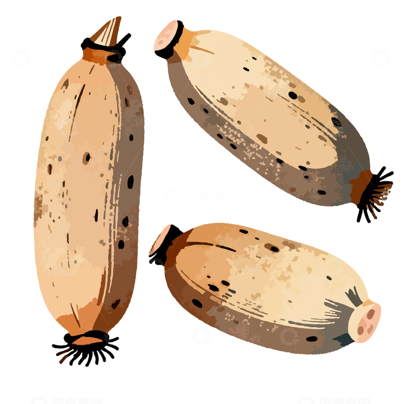 源文件下载【趣麦麦图】手绘蔬菜插画设计素材