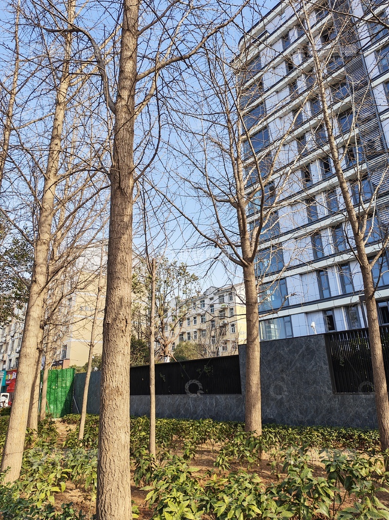 高清大图下载【趣麦麦图】园林景观绿化