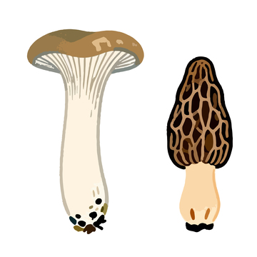 卡通羊肚菌插画素材