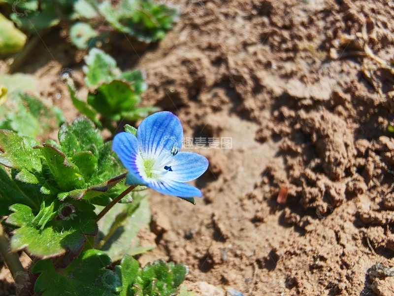 高清大图下载【趣麦麦图】婆婆纳花摄影