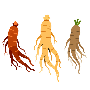 多彩人参矢量插画