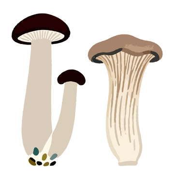 插画风格蘑菇矢量图素材