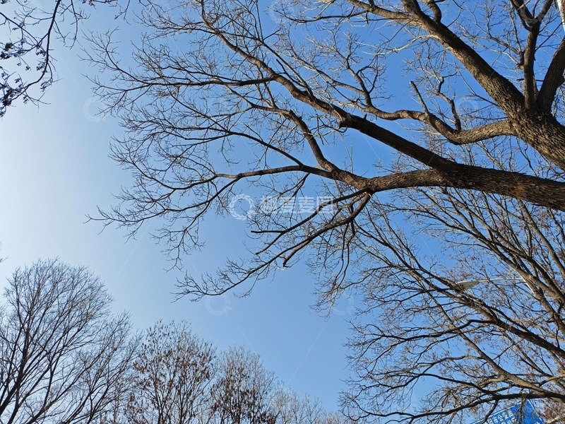 高清大图下载【趣麦麦图】树木枝叶蓝天