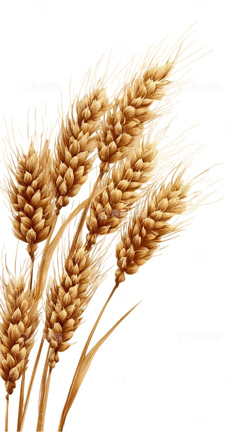 高清大图下载【趣麦麦图】秋日田野的黄金旋律