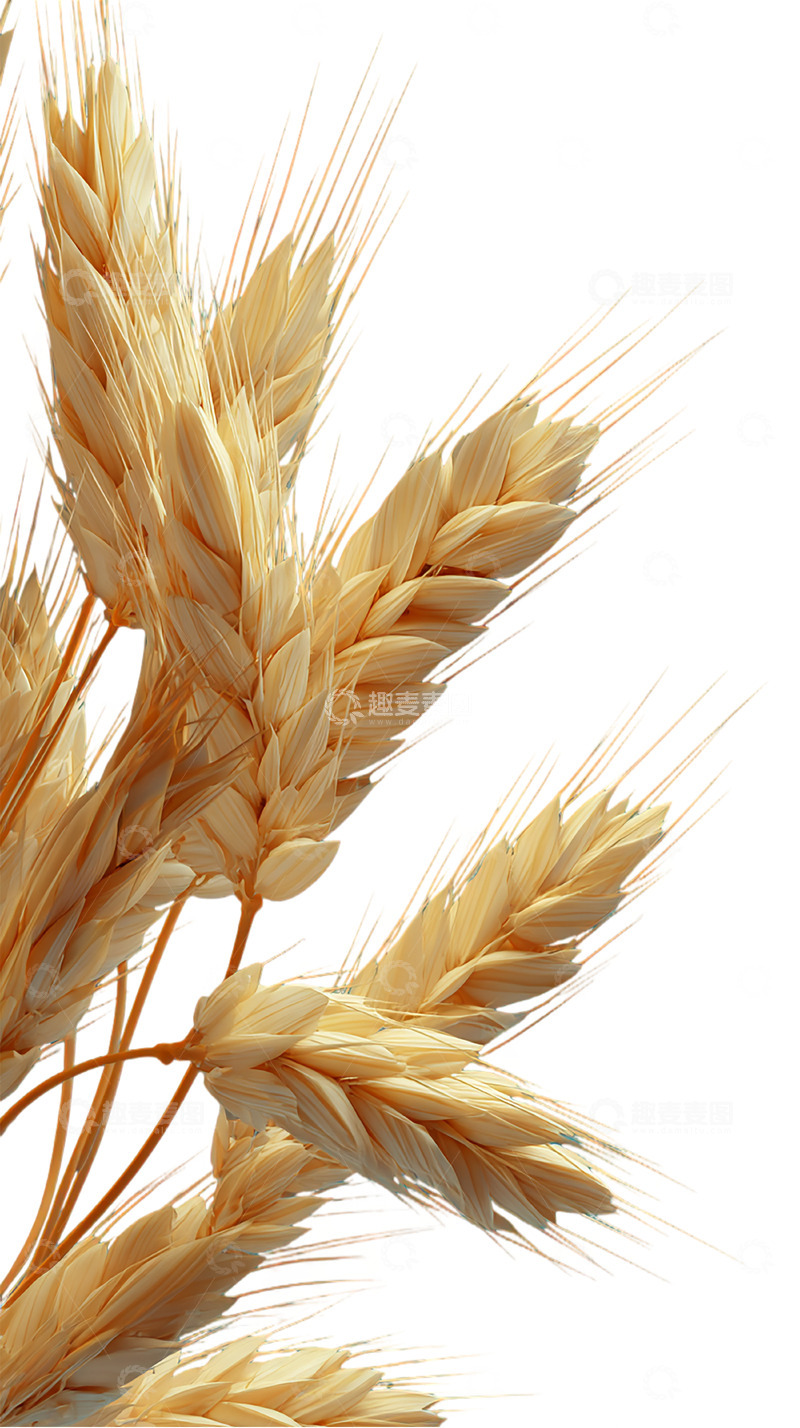 高清大图下载【趣麦麦图】金色稻穗的丰收奇迹