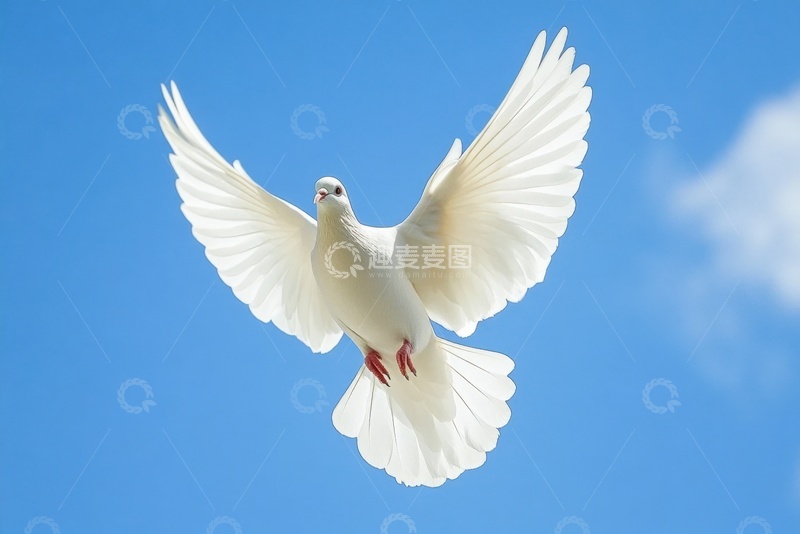 高清大图下载【趣麦麦图】飞翔在天空中的白鸽