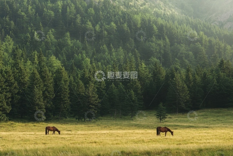 高清大图下载【趣麦麦图】远山森林树木美景