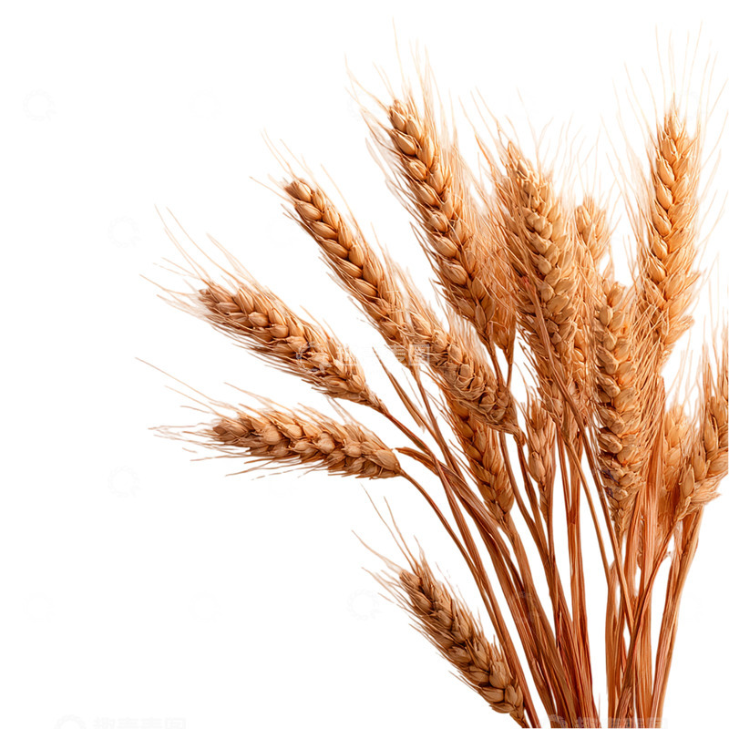 高清大图下载【趣麦麦图】金秋麦浪梦境中的呢喃