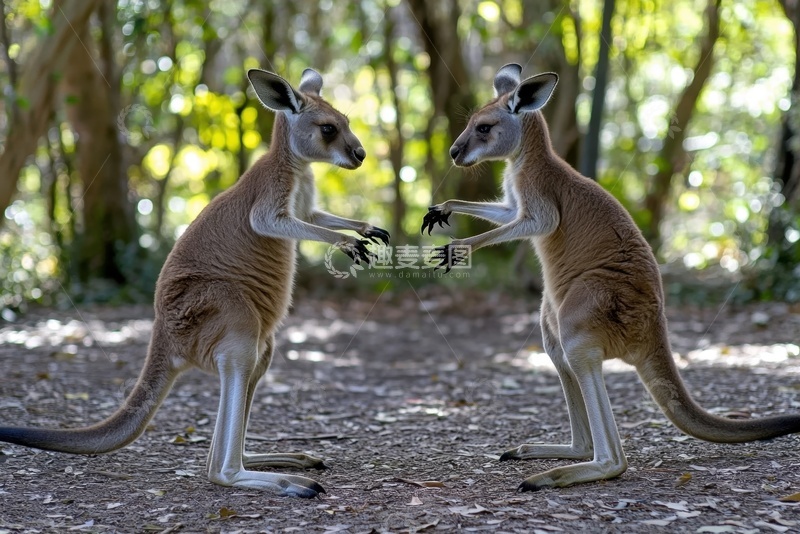 高清大图下载【趣麦麦图】树林里打架的袋鼠
