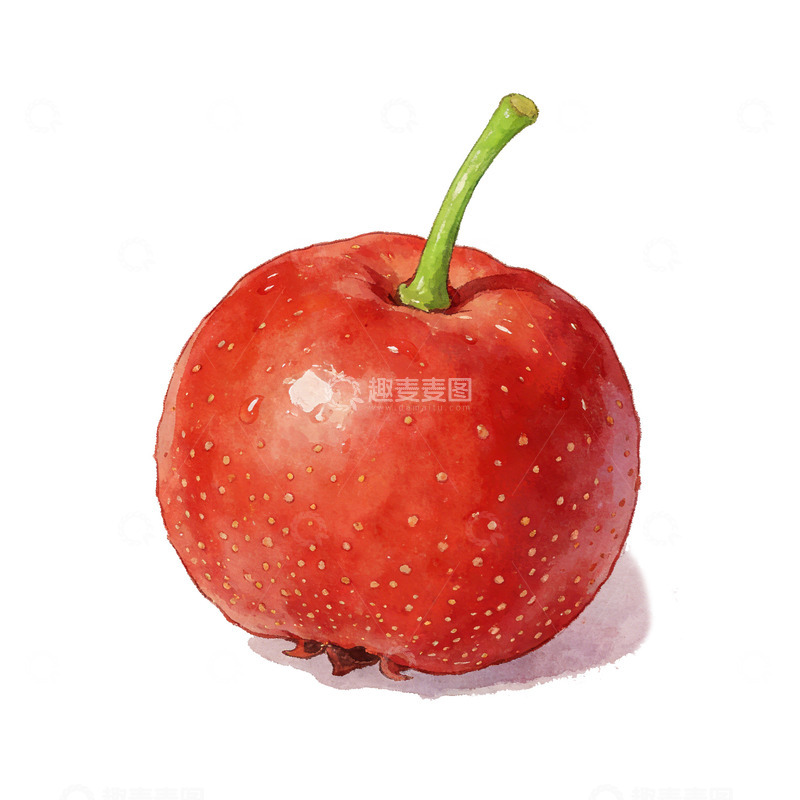 高清大图下载【趣麦麦图】水彩山楂红苹果水果插画素材