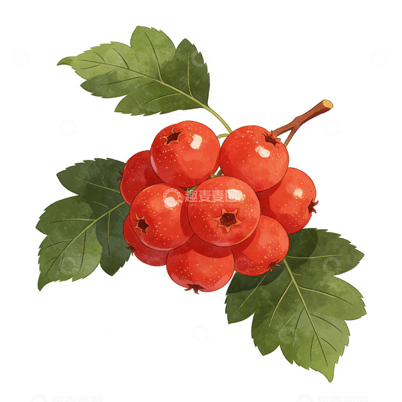 高清大图下载【趣麦麦图】水彩山楂果实插画素材
