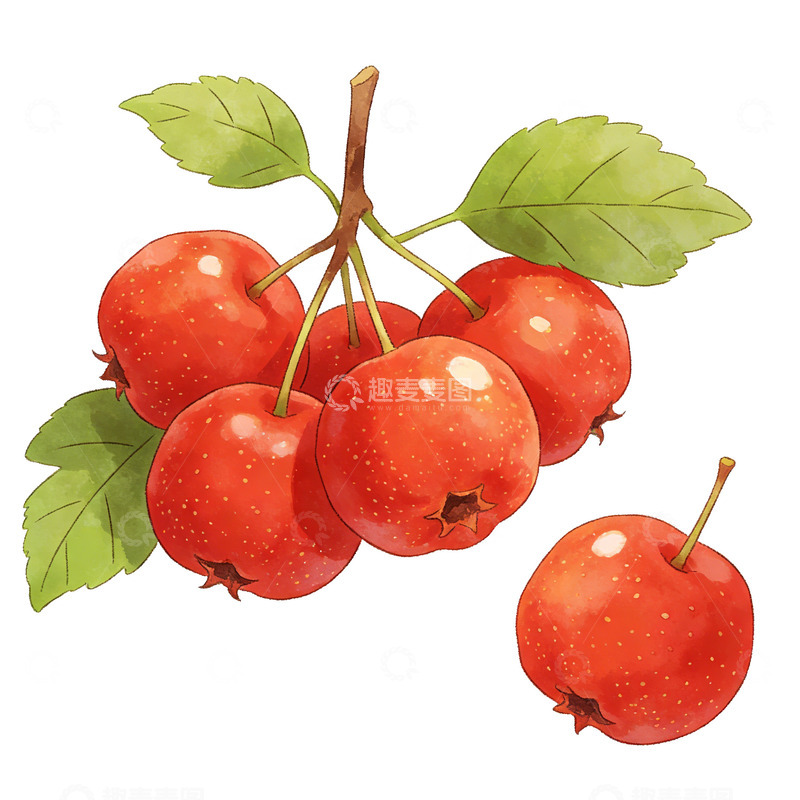 高清大图下载【趣麦麦图】水彩山楂果实插画设计素材
