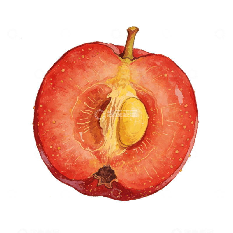 高清大图下载【趣麦麦图】水彩山楂苹果切面插画设计素材