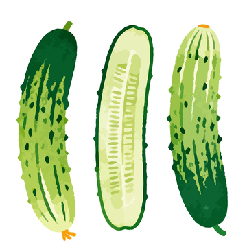 手绘风格黄瓜插画设计素材