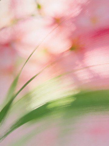 春日氛围感高级艺术插画3