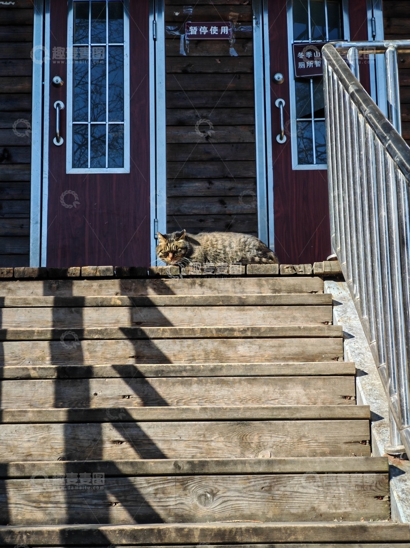 高清大图下载【趣麦麦图】木屋台阶猫影