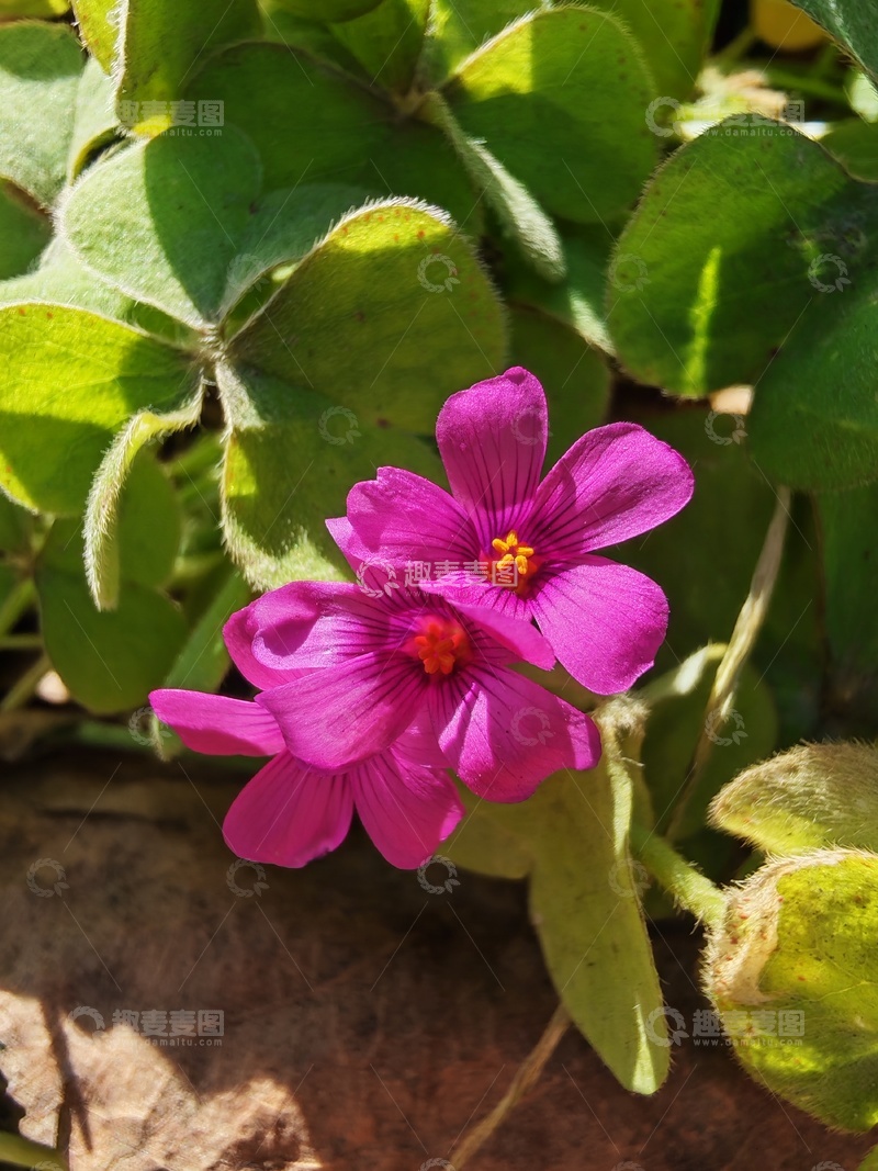 高清大图下载【趣麦麦图】酢浆草植物花