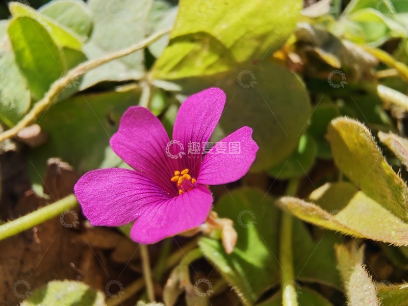 高清大图下载【趣麦麦图】酢浆草摄影图