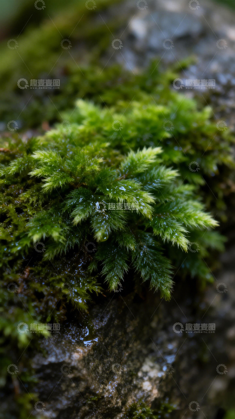 高清大图下载【趣麦麦图】苔藓岩石特写自然风景